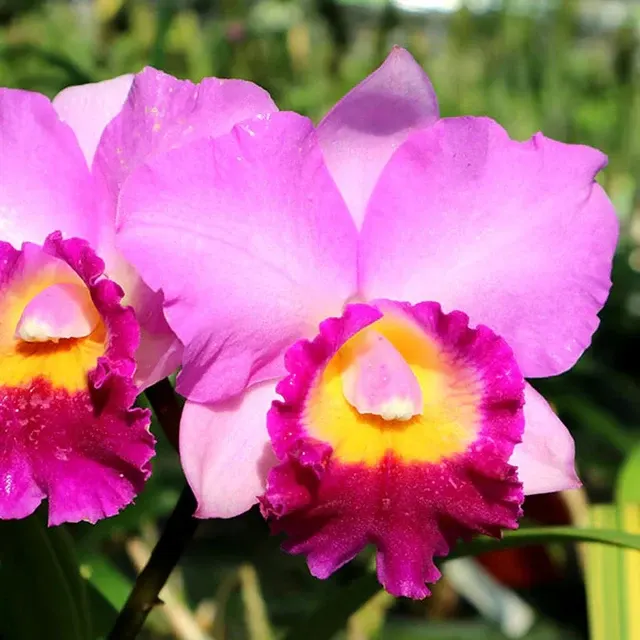 Rhyncholaeliocattleya Suwannaphum Fancy 'Jairak'