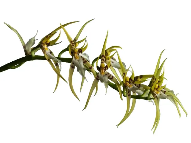 Brassia lawrenceana (Brassia)