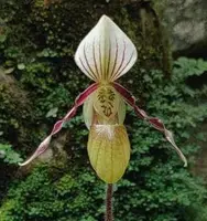 Paphiopedilum canhii