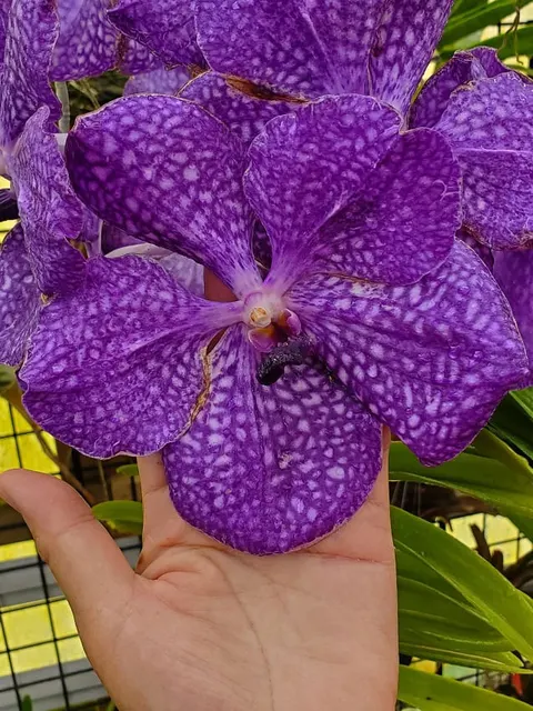 Vanda King Naresuan × coerulea