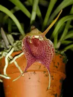 Masdevallia-angulata — Other Plants