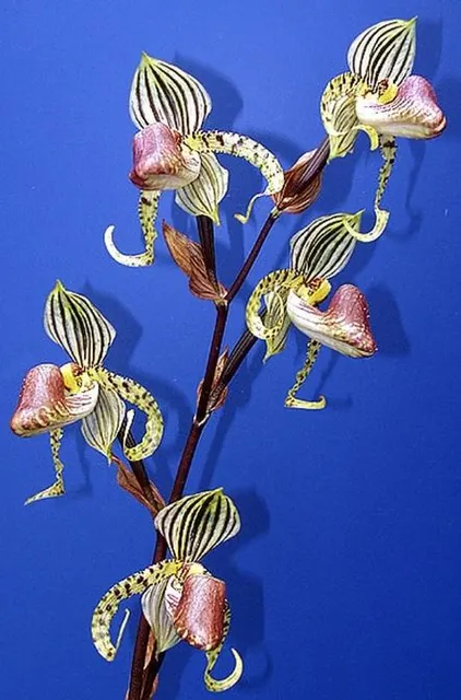 Paphiopedilum supardii x sib (Paphiopedilum)