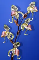 Paphiopedilum supardii x sib (‘Golden Boy’ x ‘Dragon Dance’)