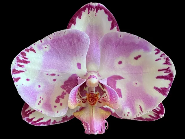 Phalaenopsis Large Magic Art
