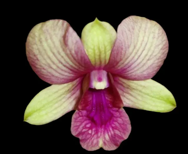 Dendrobium Burana Emerald (Dendrobium)