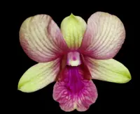 Dendrobium Burana Emerald (3.5” pot)