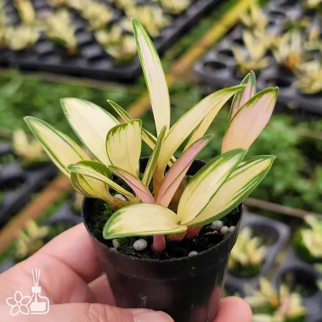 Dendrobium kingianum 'Hwangjo'