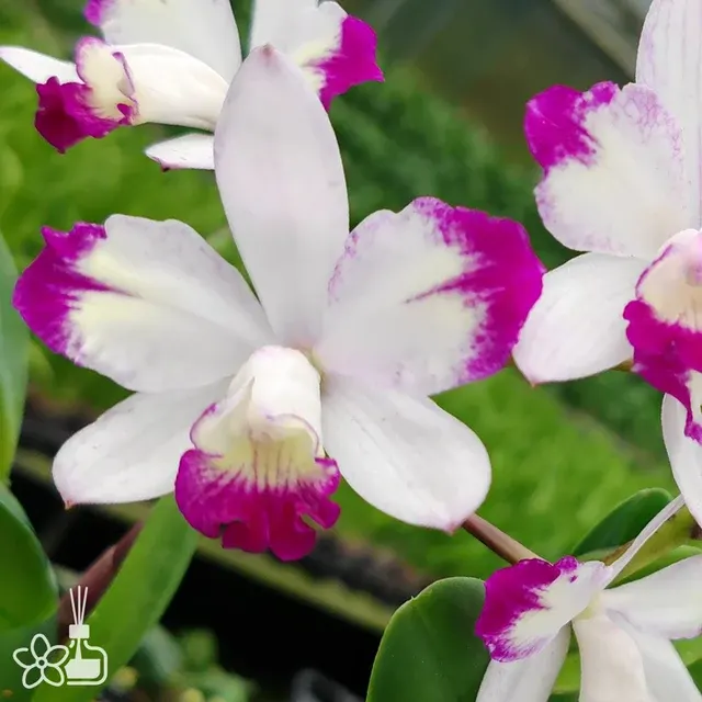 Laeliocattleya Hwa Yuan Angel 'Little Beauty' (Laeliocattleya)