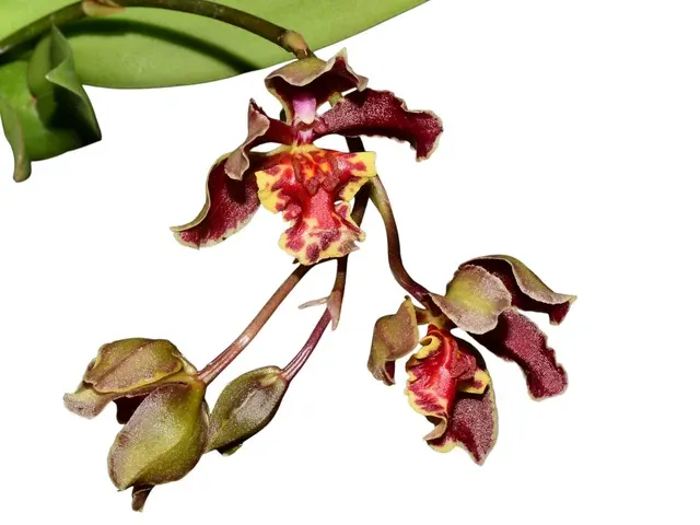 Trichocentrum Pepe Portilla (Trichocentrum)