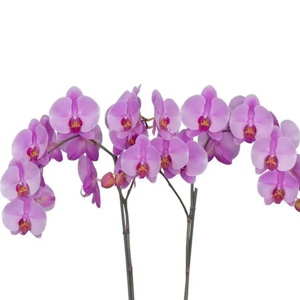 Phalaenopsis Calmstorm