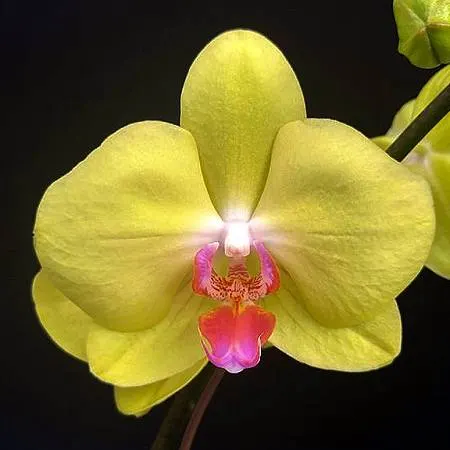 Phalaenopsis Fuller's Sunset JB2035
