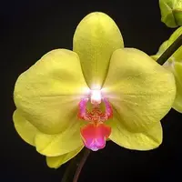 Phal. Fuller's Sunset JB2035 — C (Near flowering - spike poss. in 6-18 mths)
