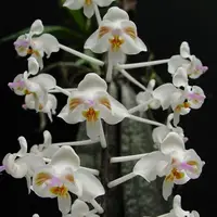 [Bare-root] #PA# Phal. celebensis × sib 蘇拉威西 [2.4" BS][Sept in stock 26]