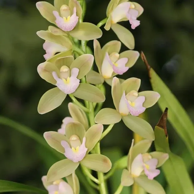 Cymbidium Sweetheart