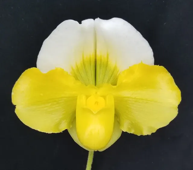 Paphiopedilum Pacific Titan (Paphiopedilum)