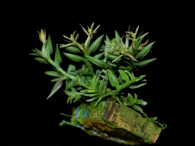 Epidendrum nanum (Epidendrum)