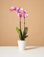 Pink Watercolor Orchid — Small (20"-28" tall) / Georgia (5" wide) / Cherry Blossom