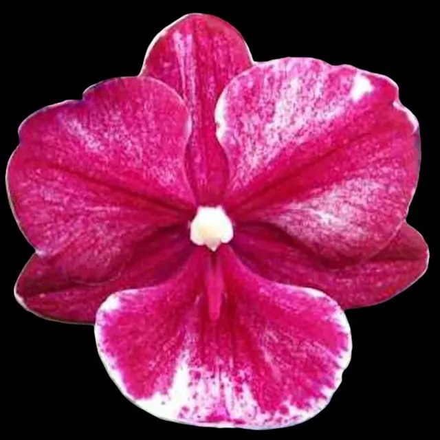 Phalaenopsis King Car Chimpanzee