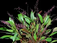 Lepanthopsis astrophora x Lepanthopsis peniculus