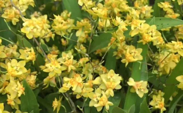 Oncidium TWINKLE ‘Yellow Bird’ FRAGRANT BLOOMS Easy To Grow And Bloom! Miniature Windowsillsize, Cool And Warm Tolerant. Yellow Flowered Variety. NOT IN BLOOM/BUD WHEN SHIPPED (Oncidium)