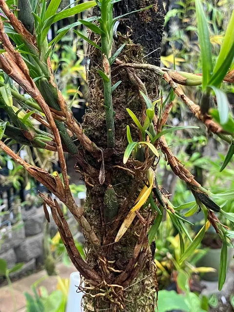 Maxillaria lawrenceana (Maxillaria)