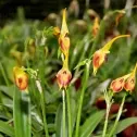 Masdevallia pinocchio