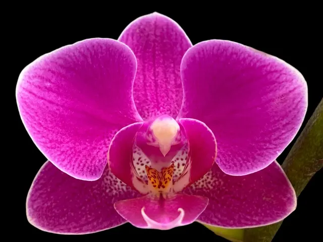 Phalaenopsis I-Hsin Pink Wedding