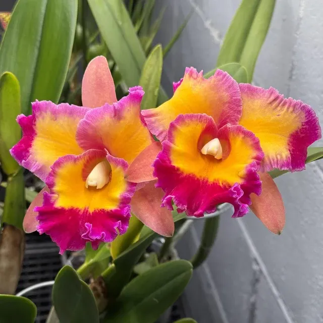 Rhyncholaeliocattleya Dick Smith - Flori Parfumate 'Paradise' (Rhyncholaeliocattleya)