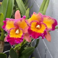 Rlc. Dick Smith 'Paradise' - flori parfumate