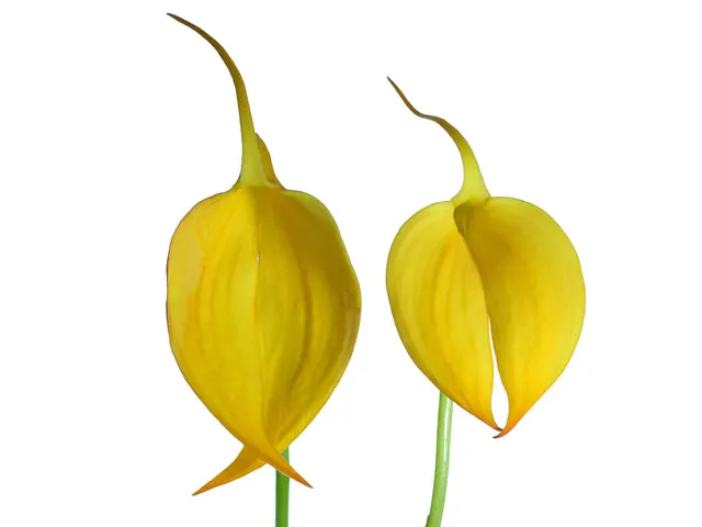 Masdevallia coccinea f xanthina (Masdevallia)