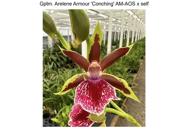 Galeopetalum Arelene Armour 'Conching'