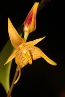 Bulb. artvogelii x stockeri 3in