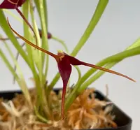 Masdevallia herradurae