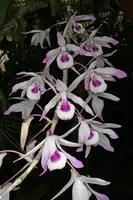 Dendrobium transparens