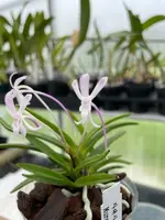 Neofinetia falcata ‘Murasakitaishi’