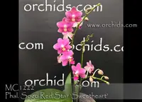 Phal. Sogo Red Star 'Sweetheart , Note : In buds to blooming , ' (Sogo Wendy x Sogo Lawrence)