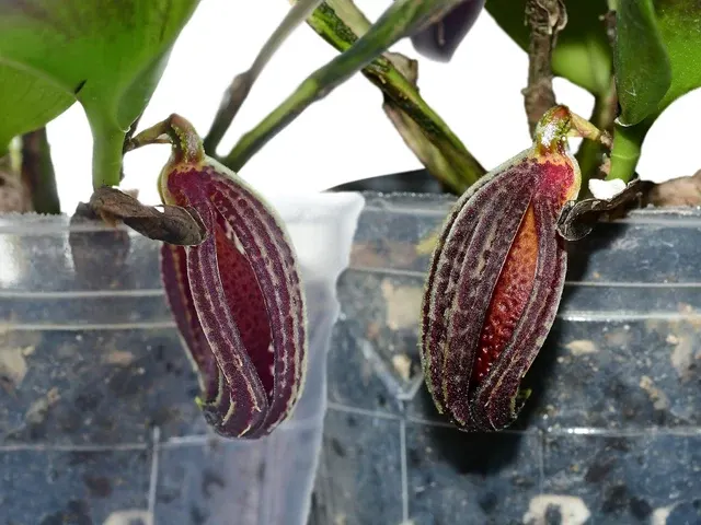 Zootrophion dayanum 'Gigi' (Zootrophion)