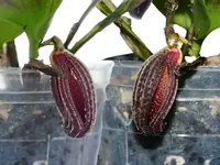 Zootrophion dayanum 'Gigi'