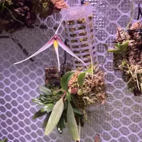 Bulbophyllum speciosum