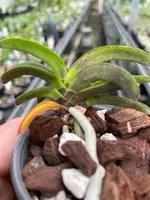 Neofinetia falcata ‘Hime Sekai’