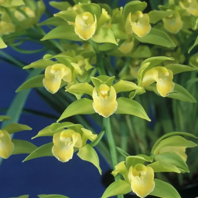 Cymbidium Morning Shower 'Tiny Jewel'