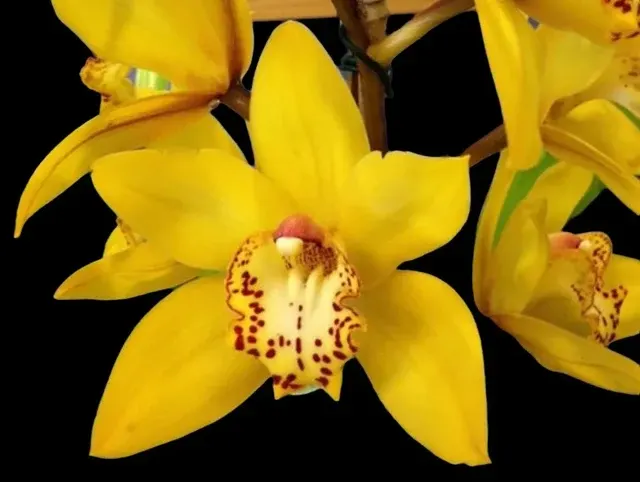 Cymbidium Milton Carpenter 'Everglades Gold' (Cymbidium)