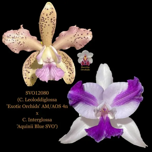 Cattleya Leoloddiglossa x Interglossa (Cattleya)