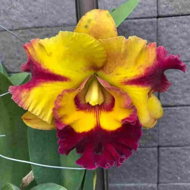 Rhyncholaeliocattleya Nakornchaisri Delight Warm Welcome' 'No-2 X Rlc. Rungnapa Fancy' (Rhyncholaeliocattleya)