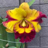 Rlc. Nakornchaisri Delight 'No-2 X Rlc. Rungnapa Fancy 'Warm Welcome'