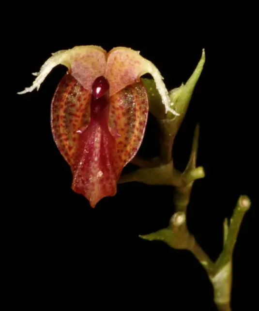 Scaphosepalum microdactylon (Scaphosepalum)