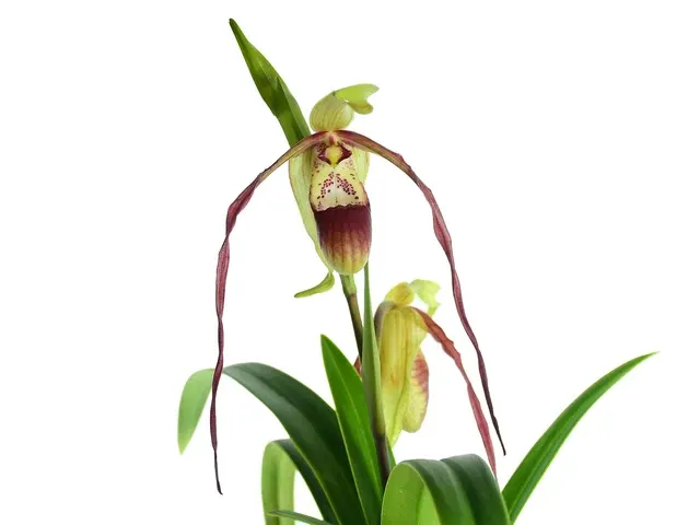 Phragmipedium QF Lee (Phragmipedium)