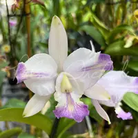 Cattleya Brazilian Star — Palmer Orchids