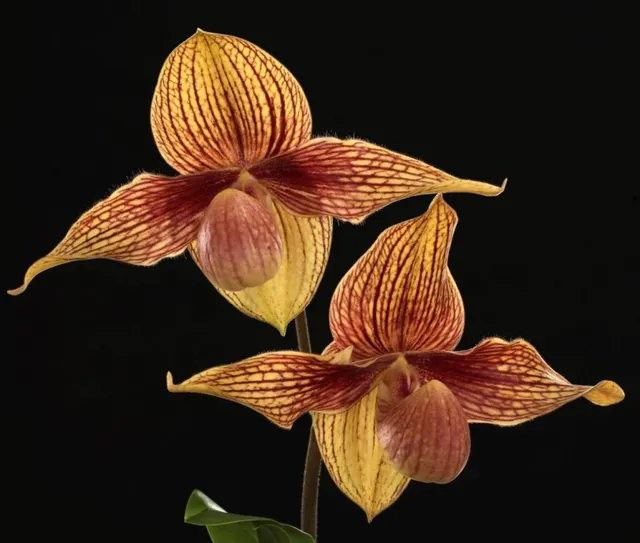 Paphiopedilum Alexej (Paphiopedilum)