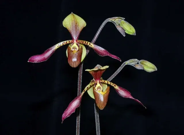 Paphiopedilum lowii x sib